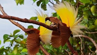 SUBHANALLAH|| ternyata begitu  indah dan lucu makhluk ciptaan allah  swt.  ini😊