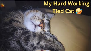 My Hard Working Cats get Tied Waking Up All Night Funny Cat Videos will Make you Laugh Watch Full