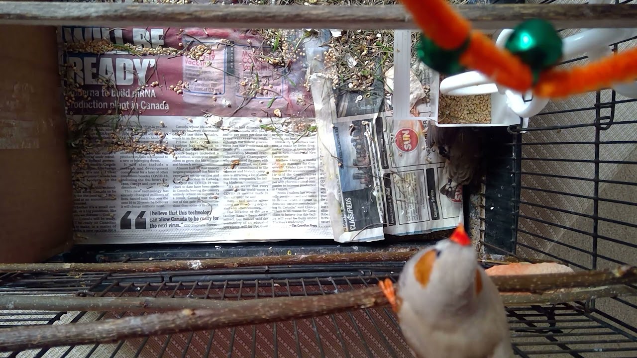 Baby finches that jumped out of their own nest🤣🤣🤣 YouTube