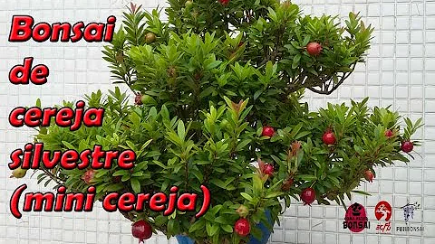 Como regar bonsai de cereja?