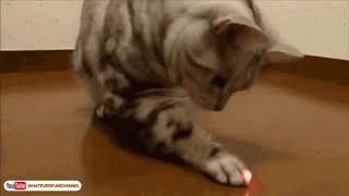 1  Best Short Funny Cats Video    Best Funny Video 2016   YouTube