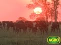 Copra: Ganadería de punta que se complementa con el arroz en Corrientes (#610 2015-04-11)