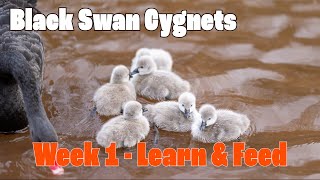 Super Cute Black Swan Cygnets Just Hatched - Week 1 in the World
