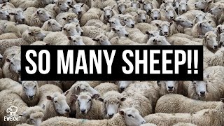 SHEARING 11,000 EWES ON THIS NEW ZEALAND FARM
