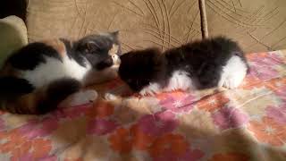 Persian kitten available for sale by Gerdiacats Cattery 77 views 6 years ago 1 minute, 3 seconds