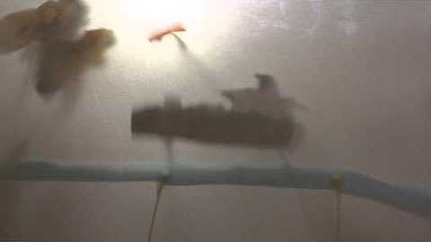 Environmental Themed Shadow Puppet Video with Class 4-508 at PS 216