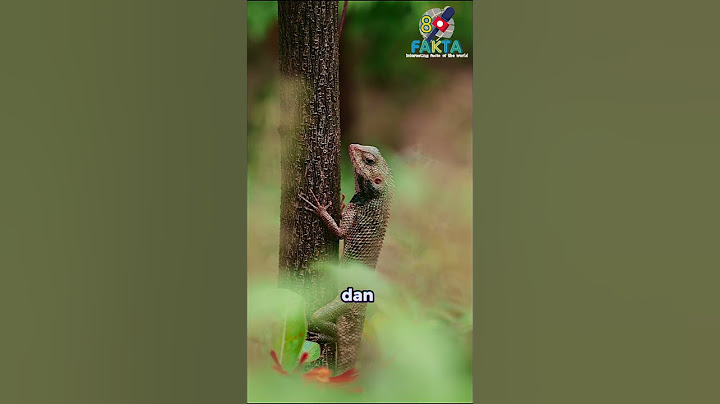 Tahukah kamu.?? Fakta menarik bunglon yang harus kamu tahu