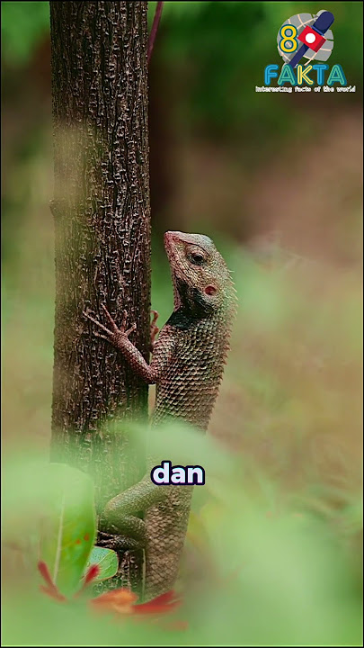 Did you know? Interesting facts about chameleons that you should know?