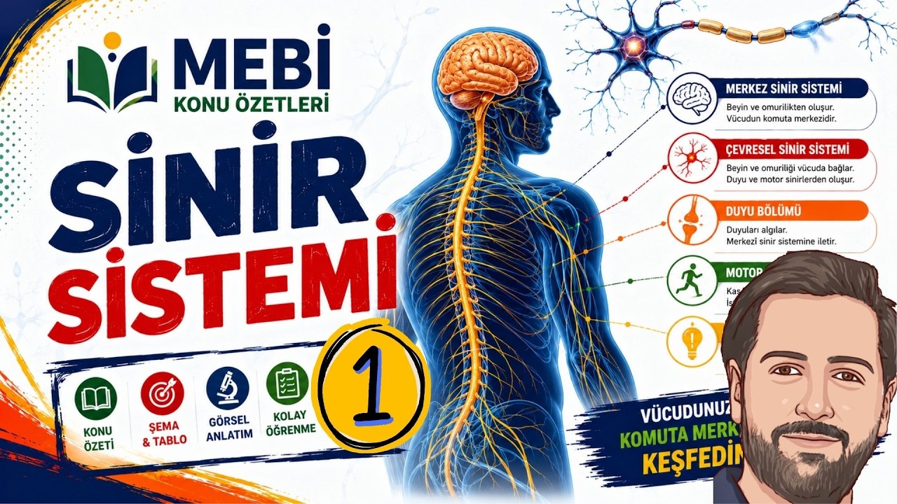 Sinir Sistemi | MEBİ Konu Özeti (Sınavda Çıkacak Net Bilgiler!) #MEBi #reklam #keşfetbilgi