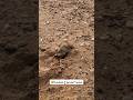 حصل الجربوع بالبر يحفر ويضبط بيته فجأة جاه من الخلف