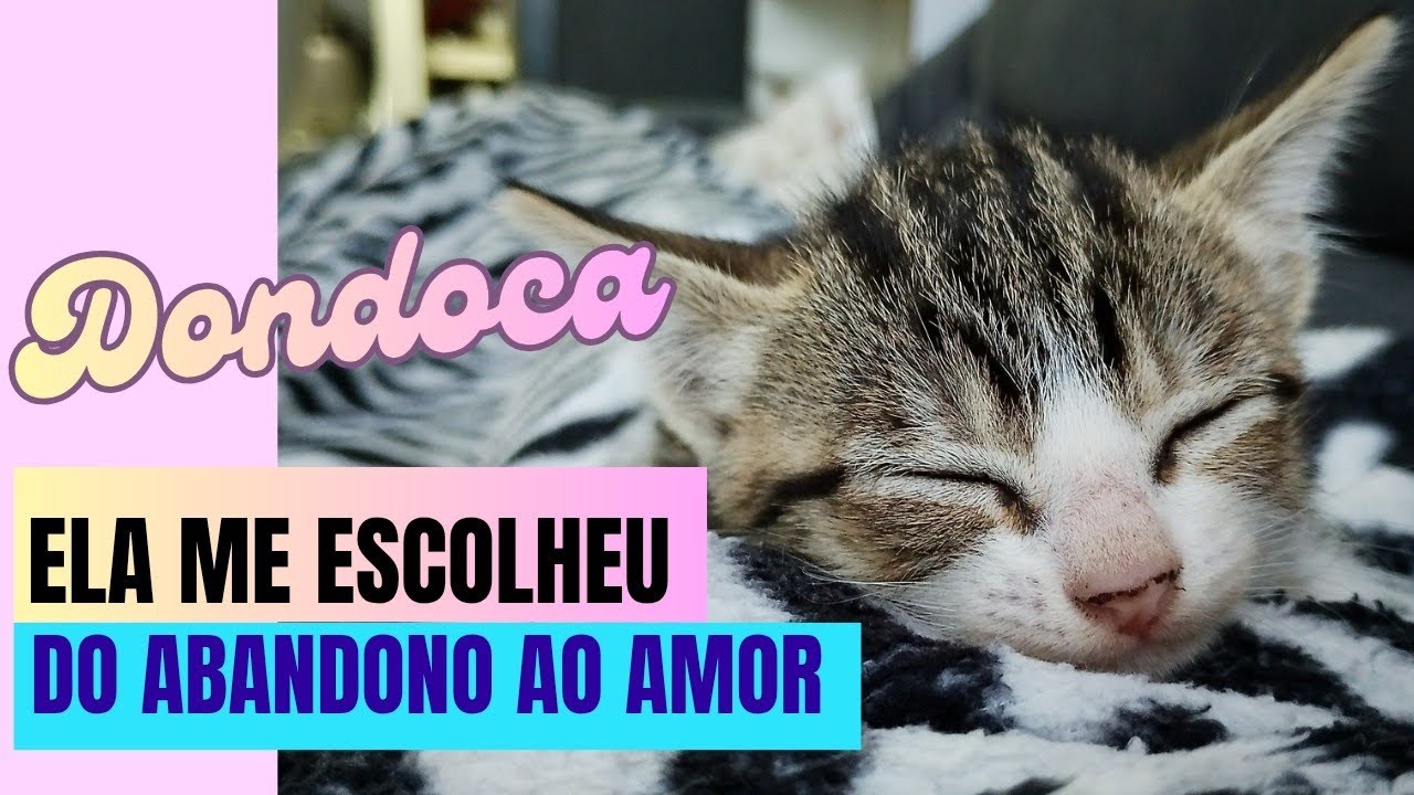 Encontrei uma gata abandonada OLHA 0 QUE ACONTECEU COMIGO -  Vida de  Aposentada...