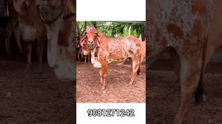 one of the best Gir Female calf for sale | 9081271242 | Gujarat Gir cow #gircow #cow #gircowmilk