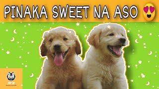 Pinaka SWEET na aso sa MUNDO | TOP 10 (2020) by Doggyloverph 358,011 views 3 years ago 11 minutes, 31 seconds