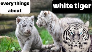 #animals #tiger #whitetiger white tiger every thing you need know by Animal Explorer 134 views 11 months ago 1 minute, 45 seconds