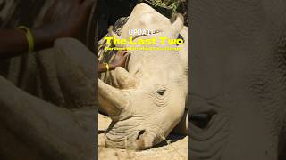 Update: The Last Two Northern White Rhinos In Existence #Shorts