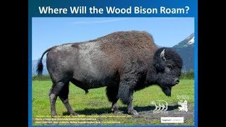 Wood Bison Curriculum Introduction