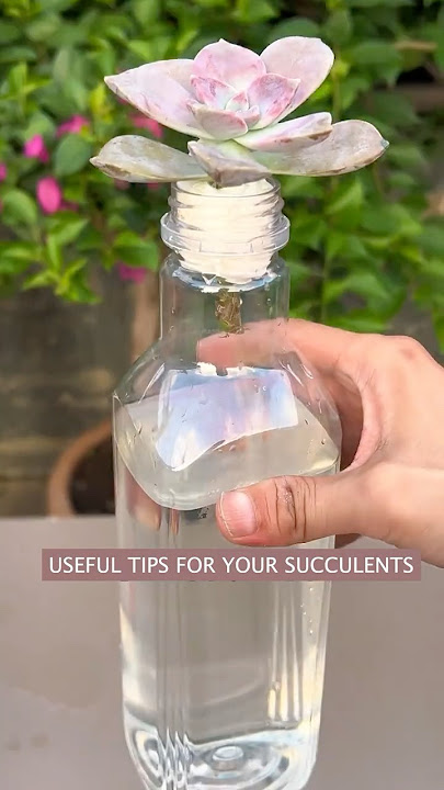 Succulent Plants for Beginners: Essential Care Secrets You NEED to Know