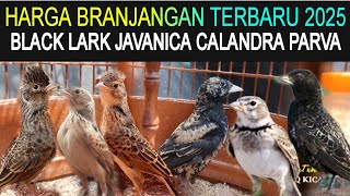 β
REVIEW OF THE LATEST 2025 BRANJANGAN PRICES JAVANICA, BLACK LARK, CALANDRA, PARVA AT THE PRAMUK...