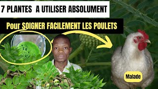 7 Plantes À Utiliser Absolument Pour Prévenir et Soigner les poulets malades.