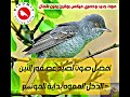 افضل صوت على اليوتيوب لصيد الدخل المموه عصفور التين بداية الموسم حصريا من 