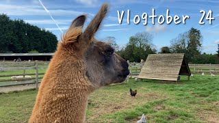 Cosy Sunday and a Trip to the Animal Farm • Vlogtober Day 24