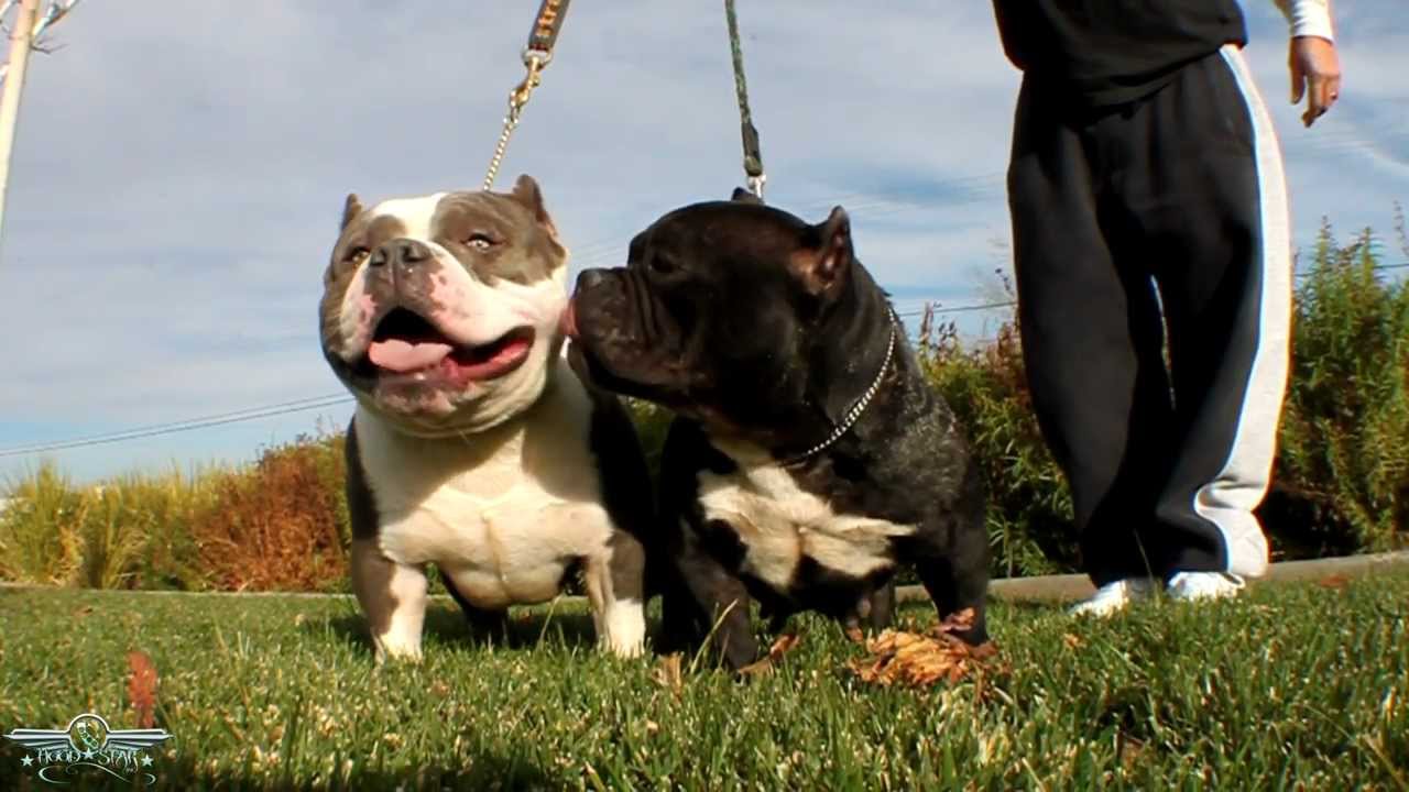 GoldenLine Yolo x Splice Breeding