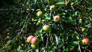 Free Stock Videos of Apples Free to Use Commercially