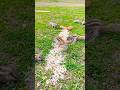 Nutty Squirrels🐿️ #shorts #shortsfeed #youtubeshorts #birds #nature #animals #funny#holi