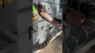 Beautiful Rainbow Snake Shines