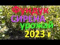 Урожай фундука СИРЕНА 2023 г