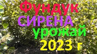 Урожай фундука СИРЕНА 2023 г