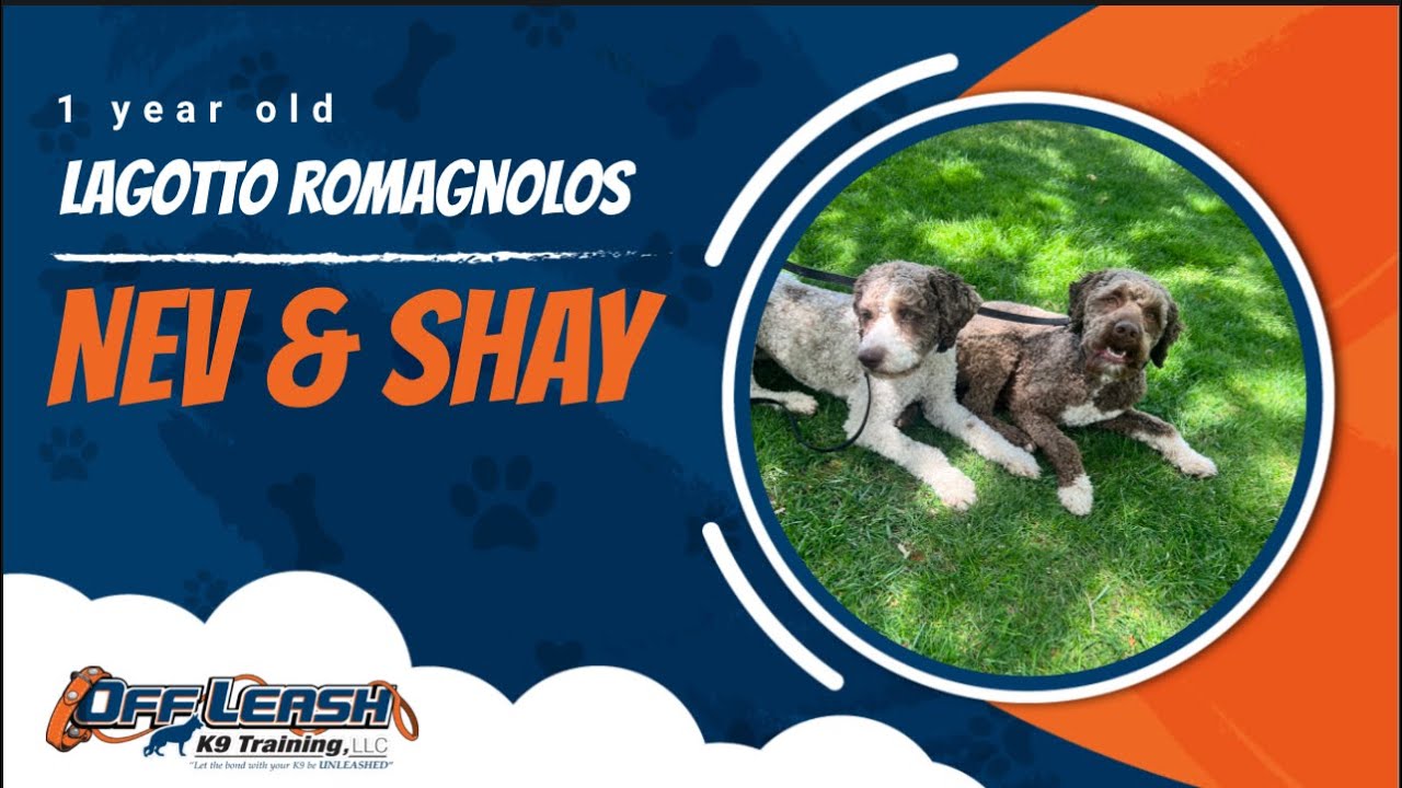 Lagotto Romagnolo 🐾Off leash Training | Best Dog Trainer | Reno, NV🐾