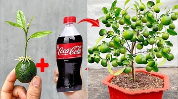 SUPER SPECIAL TECHNIQUE to propagate LEMON by branches and fruits, from coca~cola, fast growth