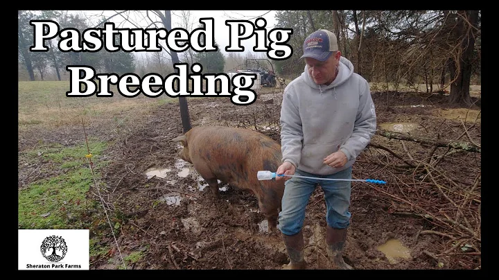 Pastured Pig Breeding - Berkshire Duroc Pork