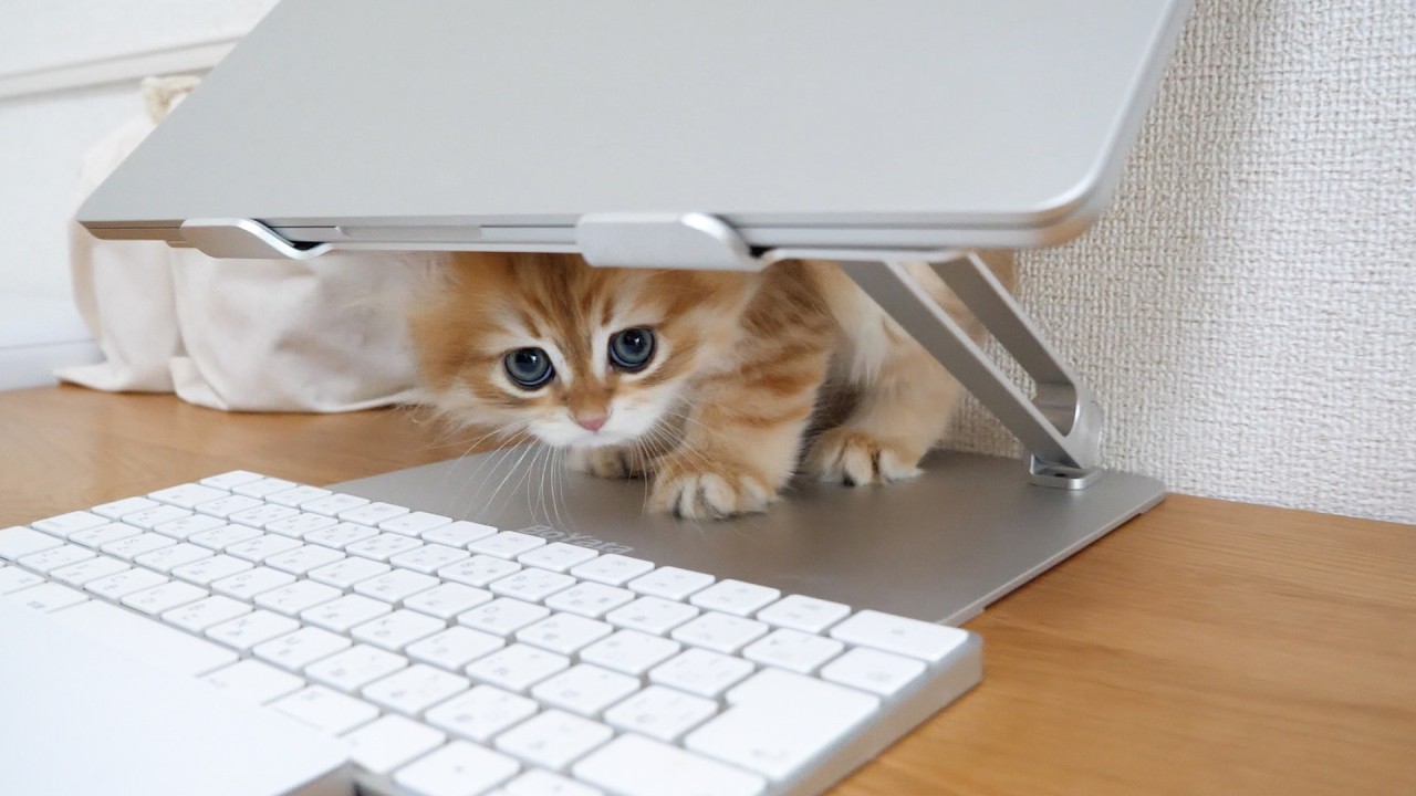 The owner's workspace had completely turned into a playground for the kittens...