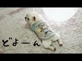 今日はそっとしておいてください,,,【フレンチブルドッグ frenchbulldog】