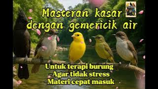 Masteran kasaran paling dicari dengan gemericik air || Buktikan !!