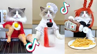 That Little Puff | Cats Make Food  | Kitty God & Others | TikTok 2024 #79