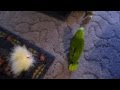 Burt Parrot Playtime.MOV