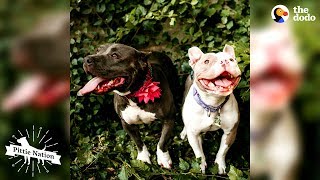 These Pitties Rescued Each Other | The Dodo Pittie Nation