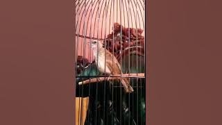 Trucukan muda belajar ropel