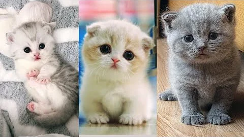 Watch the video about Baby Cats - Cute and Funny Cat Videos Compilation / cute cat fatting competition / nazli salon