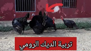 تربية الديك الرومي _يوميات فلاح