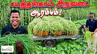 Long Beans Harvesting at ReeCha | Sri Lanka Farm Vlog | BK in Reecha