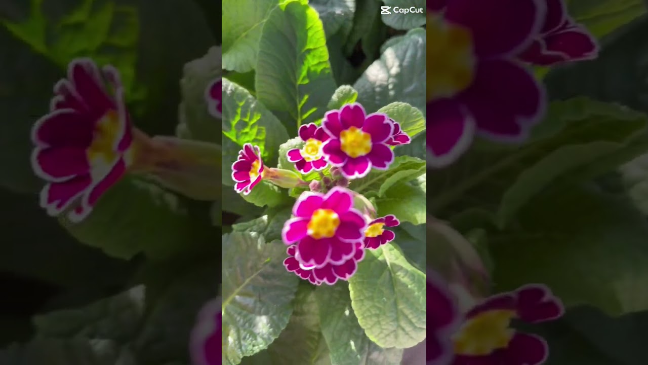 Cuhalar geliyor baharın simgesi 