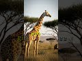 Why Do Giraffes Have Long Necks? 🦒 #Shorts #Giraffe #AnimalFacts #Wildlife #LearnAboutAnimals