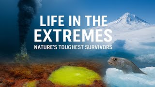 Life in the Extremes: Nature’s Toughest Survivors #Extremophiles #NatureDocumentary