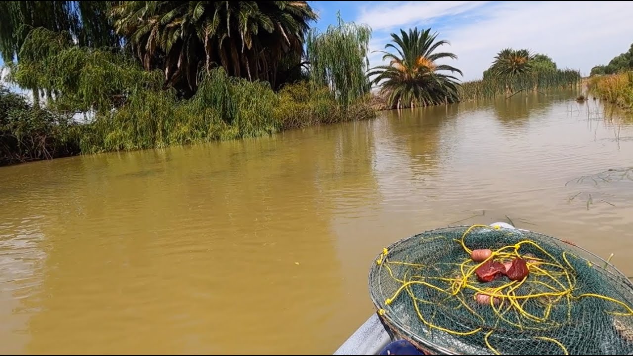 Sooooo Many Yabbies In This Dirty Creek YouTube