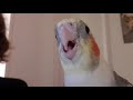 Merle asks "Whatcha Doing?!" and Raps | Talking Cockatiel