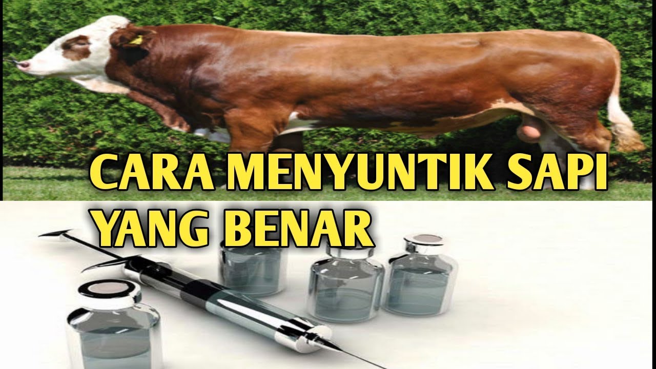 CARA MENYUNTIK SAPI Yang Benar 